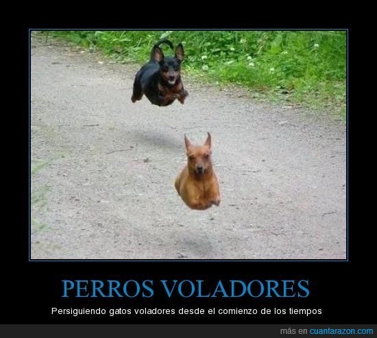 volador,perro